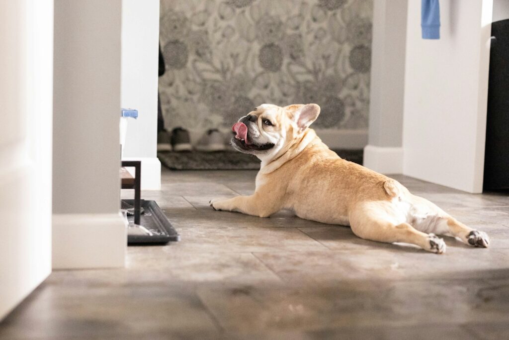 A dog laying on the floor in a room